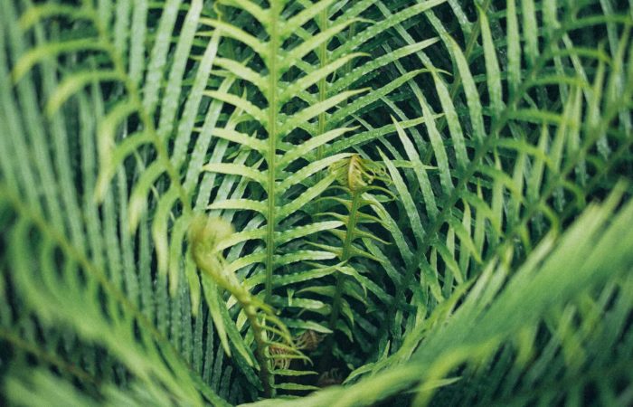 Close-up of vibrant green fern fronds creating a lush natural texture.